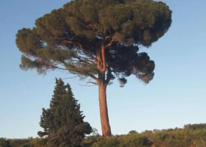 Apartment Magdic - Two Bedroom With Terrace Brzac